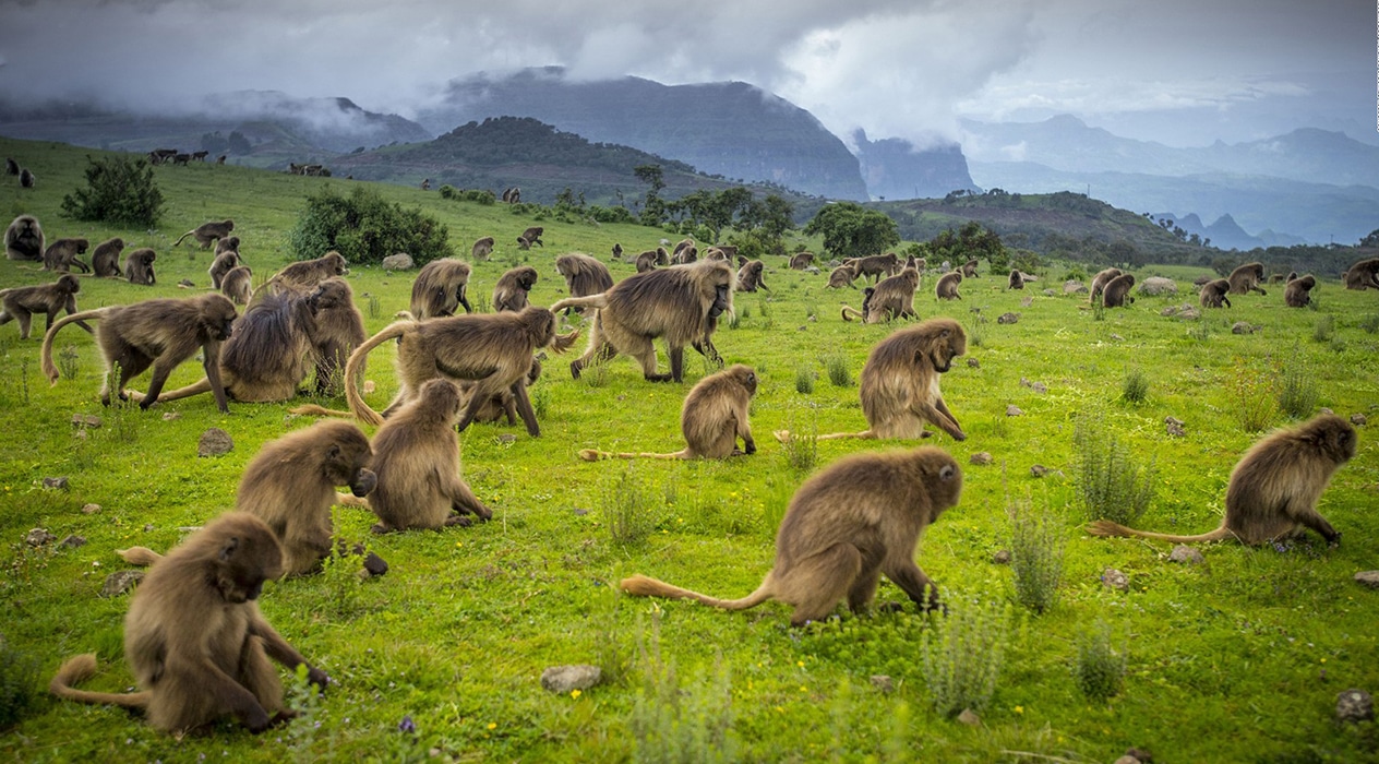 Ethiopia