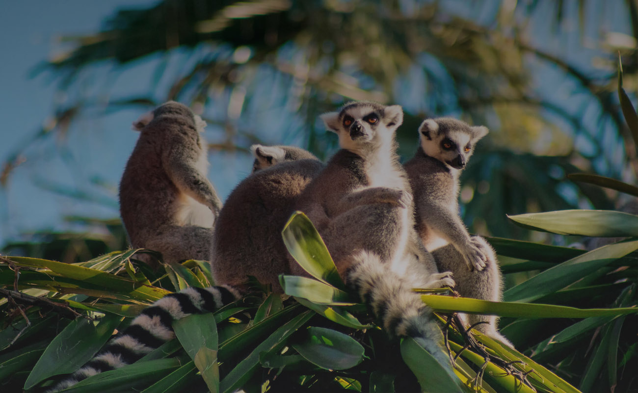 Madagascar