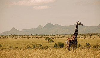 Uganda picture